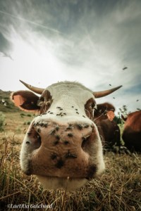 la vache